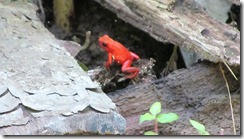 Red dart frog