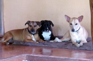 Three amigos